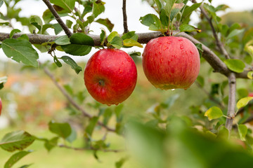 Apple tree garden