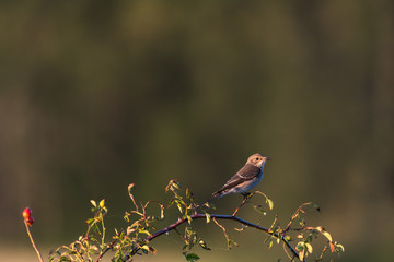 Watching Spotted Flycatcher