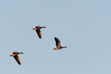 Flying Greylag geese