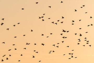 Flying Starlings by a colorful sky