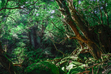 屋久島　コケの森