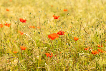 red poppy flower field