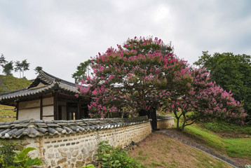 배롱나무 꽃이 핀 한국의 전통 가옥의 풍경