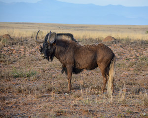 Black Wildebeest