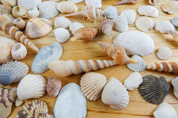 Beach seashell isolated on a wooden background.