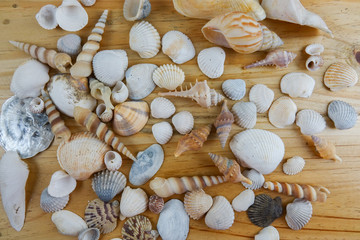 Beach seashell isolated on a wooden background.