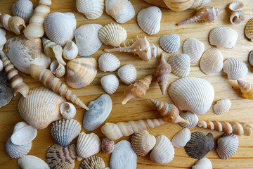 Beach seashell isolated on a wooden background.