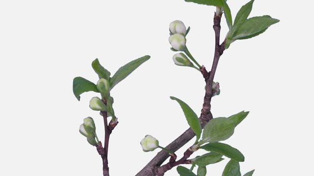 Time-lapse of blooming plum tree branch 17d1w in PNG+ format with ALPHA transparency channel isolated on white background
