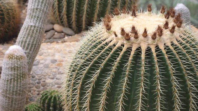 Echinocactus grusonii