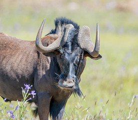 Black Wildebeest