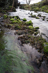 Fototapeta premium stream in a forest