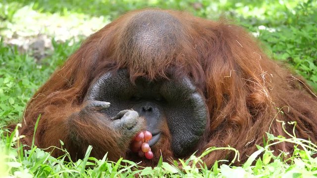 orangutan