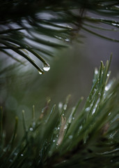 Ice drop on pine