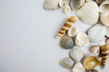 Beach seashell isolated on white background.