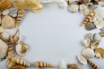Beach seashell isolated on white background.