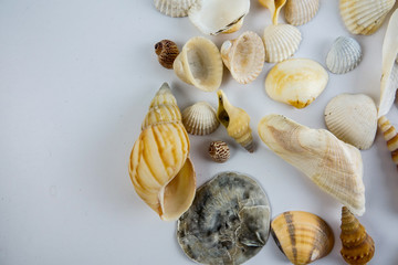 Beach seashell isolated on white background.