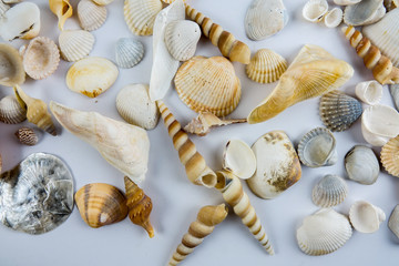 Beach seashell isolated on white background.