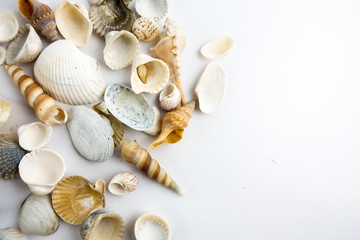 Beach seashell isolated on white background.
