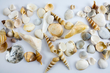 Beach seashell isolated on white background.
