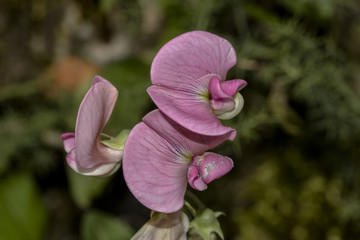 fiore rosa