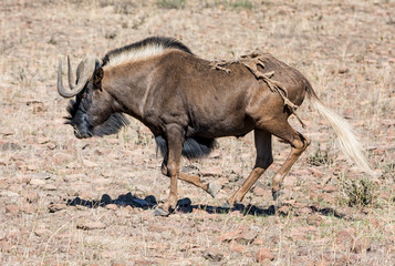 Black Wildebeest