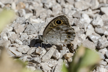 farfalla delle rocce
