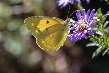 colias eurytheme