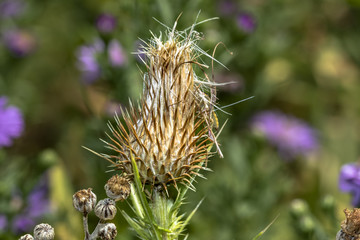 fiore spinoso