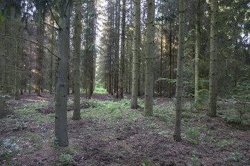 forest plantations. plantations of pine, larch, douglas in Europe