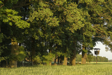 Hunter stand on the edge of the forest. Hunt tower near the forest