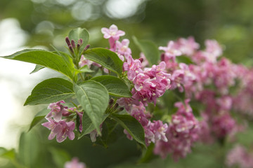 Lots of pink flowers of weigela florida. Blooming pink Weigela (Weigela florida)