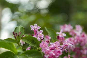Lots of pink flowers of weigela florida. Blooming pink Weigela (Weigela florida)