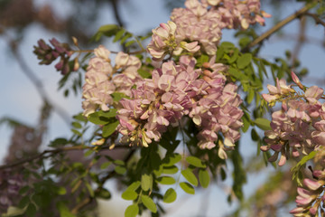 Rose-acacia (Robinia hispida) background on a tree branch with pleasant boke