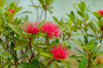 Pink Red Powder Puff, Red Head Powder Puff