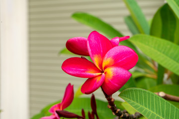 Dark pink Frangipani flower