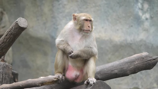Close up one monkey