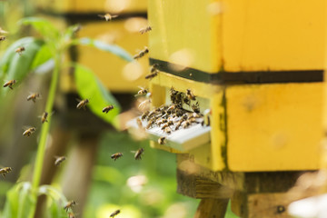 Close up of flying bees. Wooden beehive and bees. A large group of bees flies to the hive. The army of bees is circling near the area of the hive.