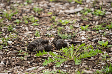 A heap of horse manure lies on the green field