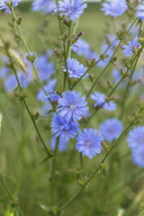 Blue flower on natural background. Flower of wild chicory endive . Cichorium intybus. Blue Chicory Flowers, chicory wild flowers on the field