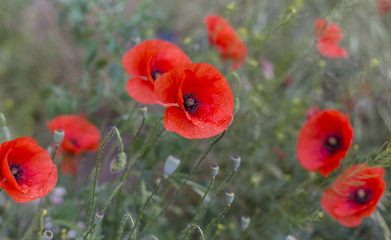 Obraz premium Closeup of red poppies (Papaver rhoeas). red poppy flowers - Papaveraceae Papaver rhoeas