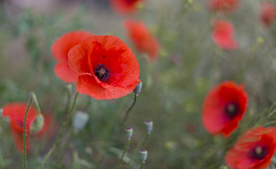 Closeup of red poppies (Papaver rhoeas). red poppy flowers - Papaveraceae Papaver rhoeas