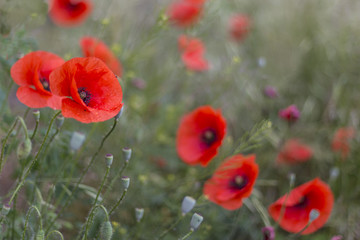 Obraz premium Closeup of red poppies (Papaver rhoeas). red poppy flowers - Papaveraceae Papaver rhoeas