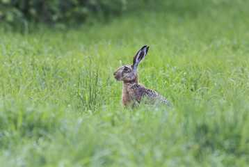 European hare (Lepus europaeus) in the forest glade