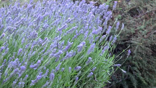 Blooming Lavender (Lavandula stoechas) on strong wind. Patagonia