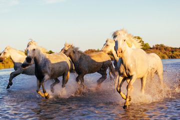 Wild white horses of Camargue running on water, Aigues Mortes, France