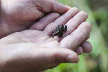 European common brown frog  in the palm of hand. European grass frog