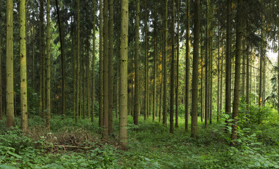 spruce forest in the plain. artificial spruce forest