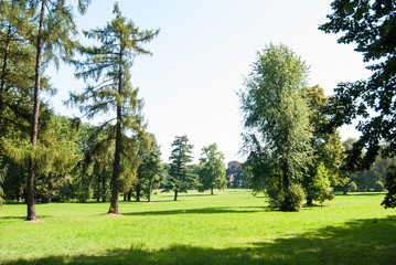 A view of the clearing with trees in the park.