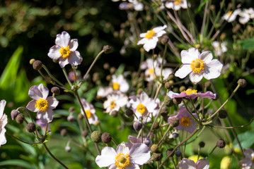 Daisies on a green background.