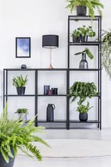 Plants and lamp on shelves in natural white living room interior with poster on the wall. Real photo